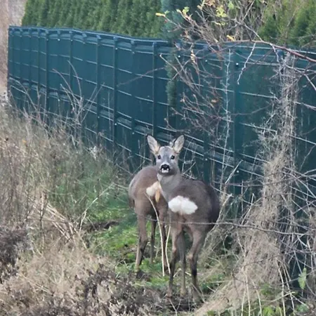 Ferienhaus Kursiu Vejai Palanga
