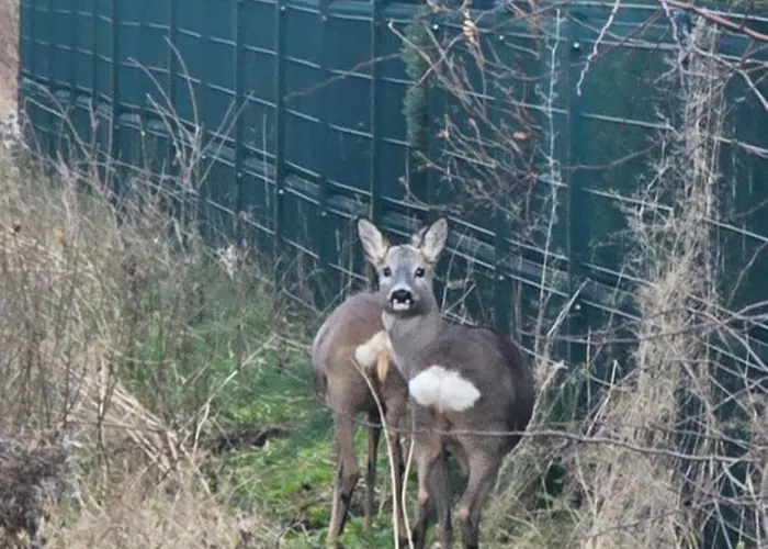 Prázdninový dům Kursiu Vejai Palanga